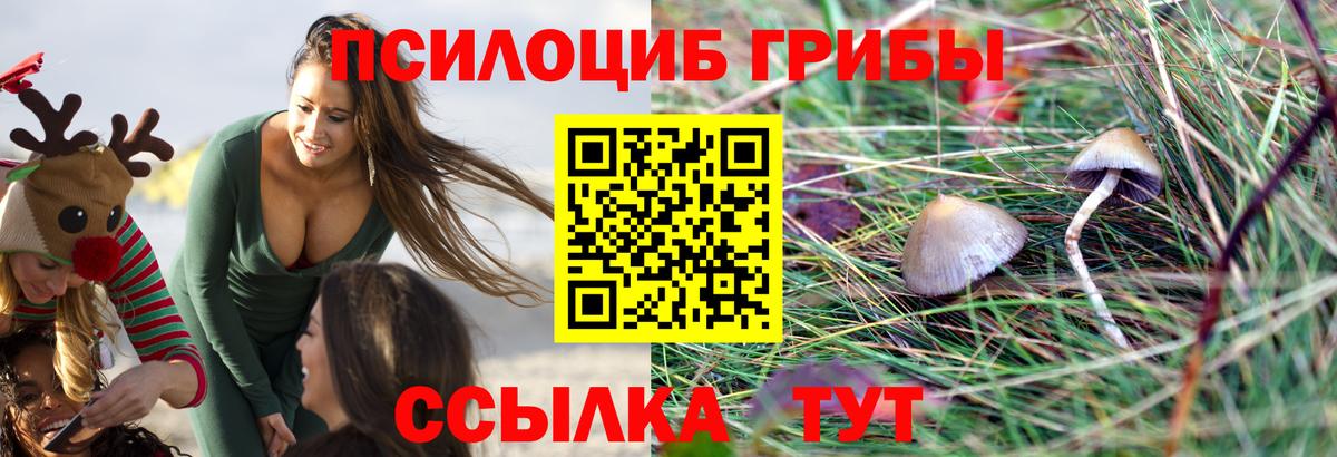 Галлюциногенные грибы Psilocybe Краснознаменск